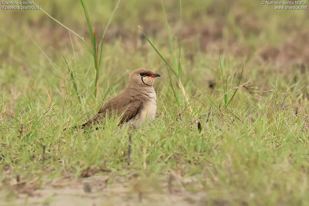Collared Pratincole adult, breeding, identification