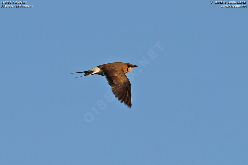Collared Pratincole adult, breeding, composition, flight