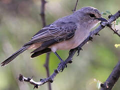 African Grey Flycatcher