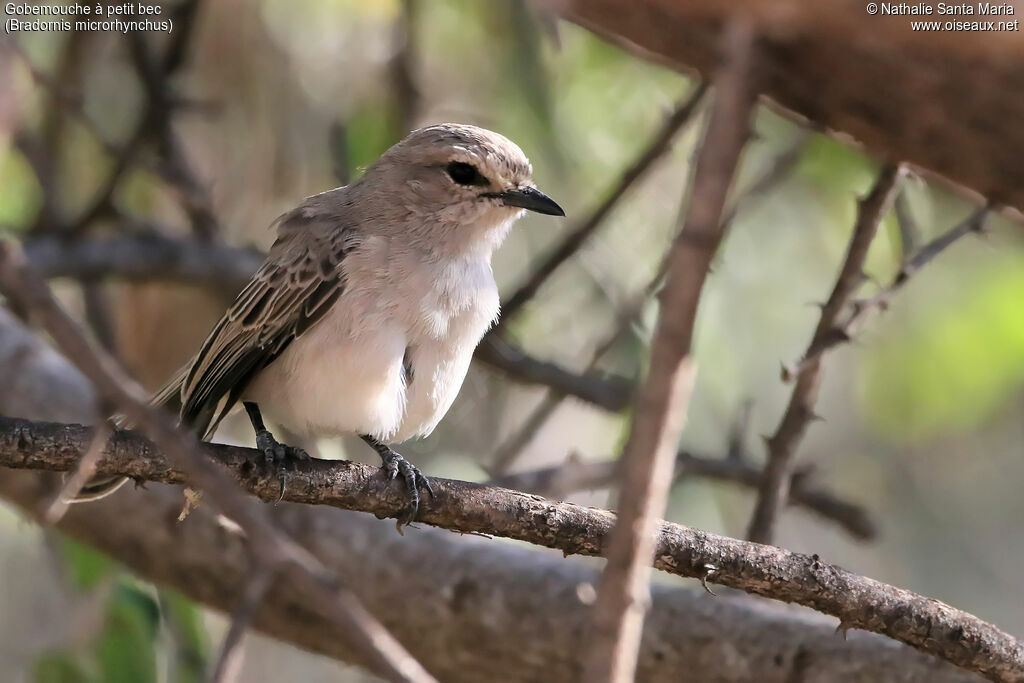 Gobemouche à petit becadulte, identification, habitat