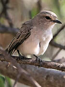 African Grey Flycatcher