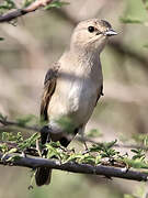 African Grey Flycatcher