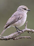 African Grey Flycatcher