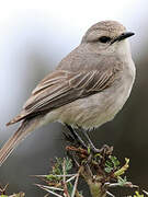 African Grey Flycatcher