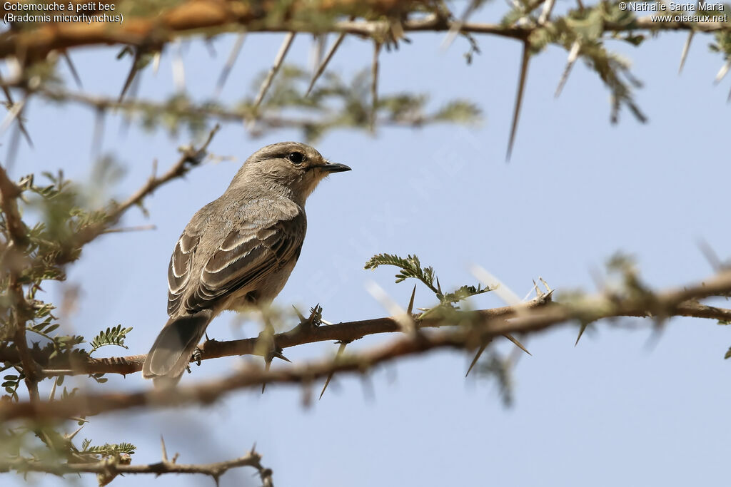 Gobemouche à petit becadulte, identification, habitat