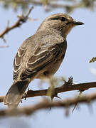 African Grey Flycatcher