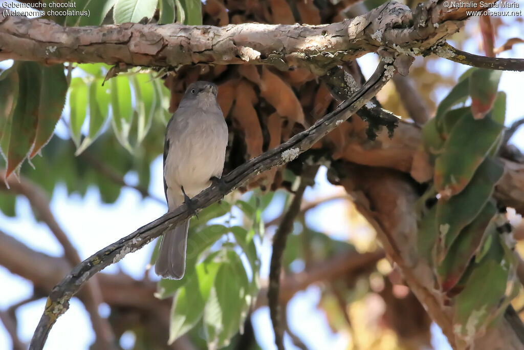 Abyssinian Slaty Flycatcheradult, identification, habitat