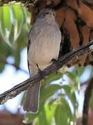 Abyssinian Slaty Flycatcher