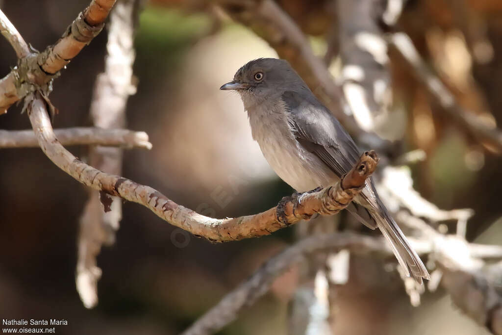 Abyssinian Slaty Flycatcheradult, identification