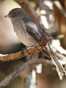 Abyssinian Slaty Flycatcher