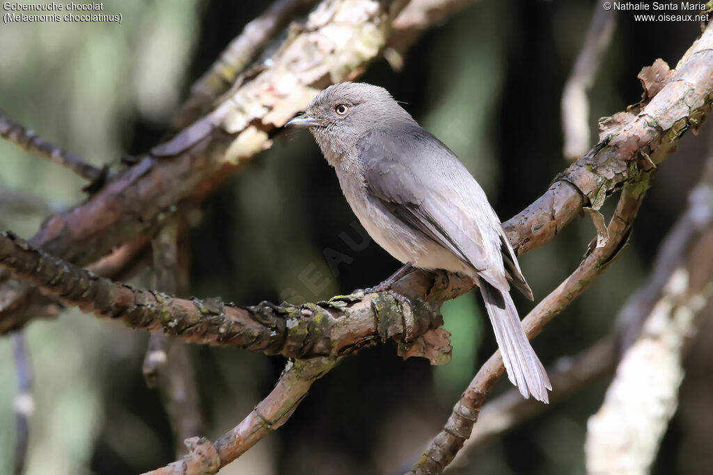 Abyssinian Slaty Flycatcheradult, identification, habitat