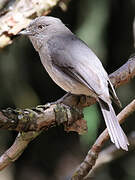 Abyssinian Slaty Flycatcher