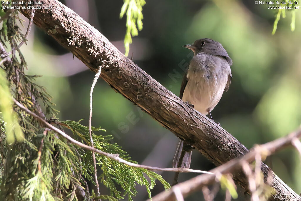 Gobemouche chocolatadulte, identification, habitat