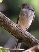 Abyssinian Slaty Flycatcher