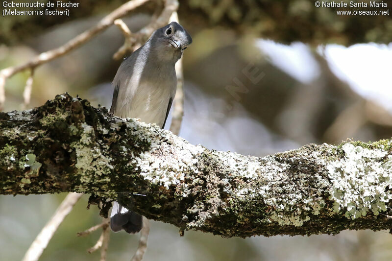 White-eyed Slaty Flycatcheradult, identification, habitat, Behaviour