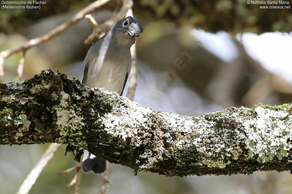 Gobemouche de Fischeradulte, identification, habitat, Comportement