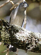 White-eyed Slaty Flycatcher