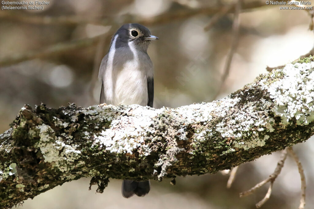 Gobemouche de Fischeradulte, identification, habitat, Comportement