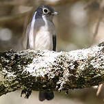 Gobemouche de Fischer