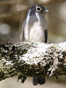 White-eyed Slaty Flycatcher