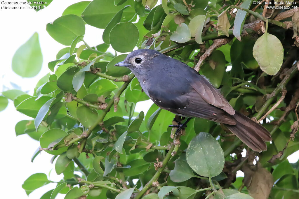 White-eyed Slaty Flycatcheradult, identification, habitat