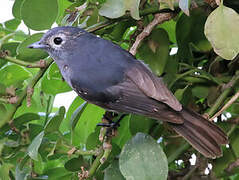 White-eyed Slaty Flycatcher