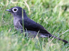 White-eyed Slaty Flycatcher