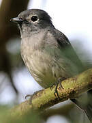 White-eyed Slaty Flycatcher