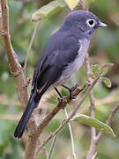 White-eyed Slaty Flycatcher