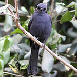 Gobemouche drongo