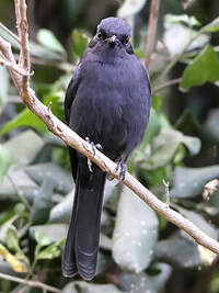 Gobemouche drongo