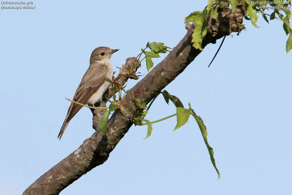 Spotted Flycatcheradult, identification