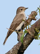 Spotted Flycatcher