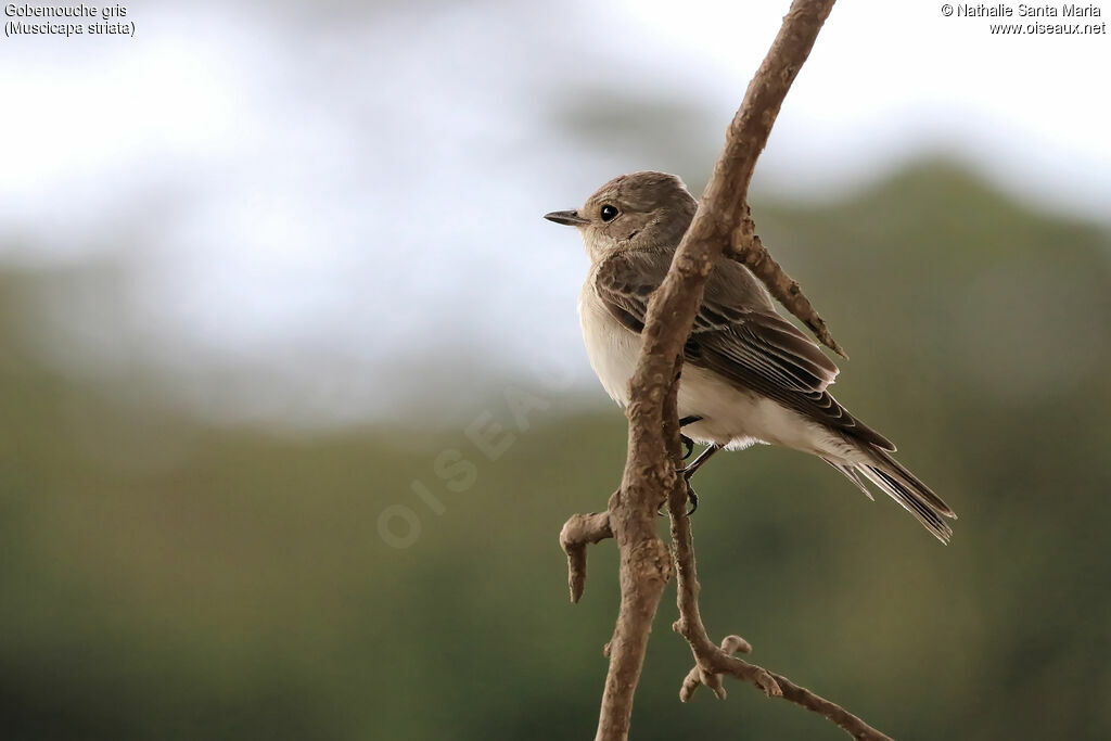 Spotted Flycatcheradult, identification