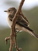 Spotted Flycatcher