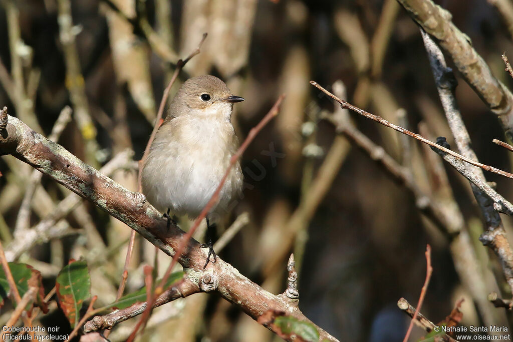 European Pied Flycatcher, identification