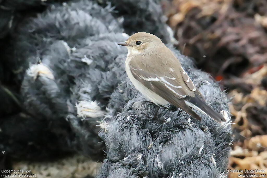 European Pied Flycatcher, identification