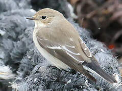 European Pied Flycatcher