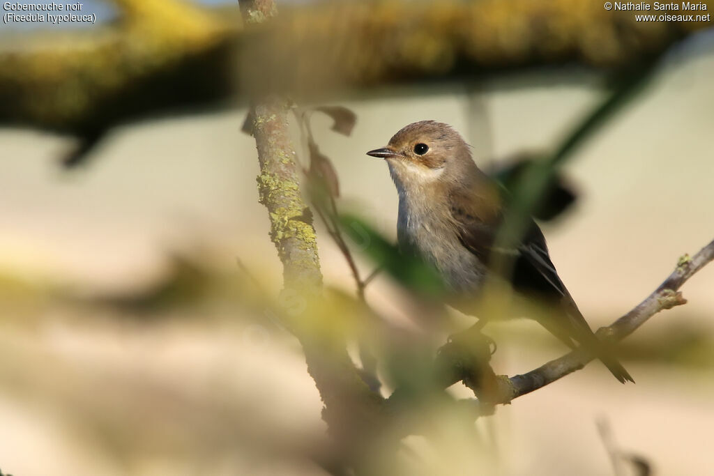 European Pied Flycatcher female adult, identification, Behaviour