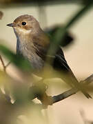 European Pied Flycatcher