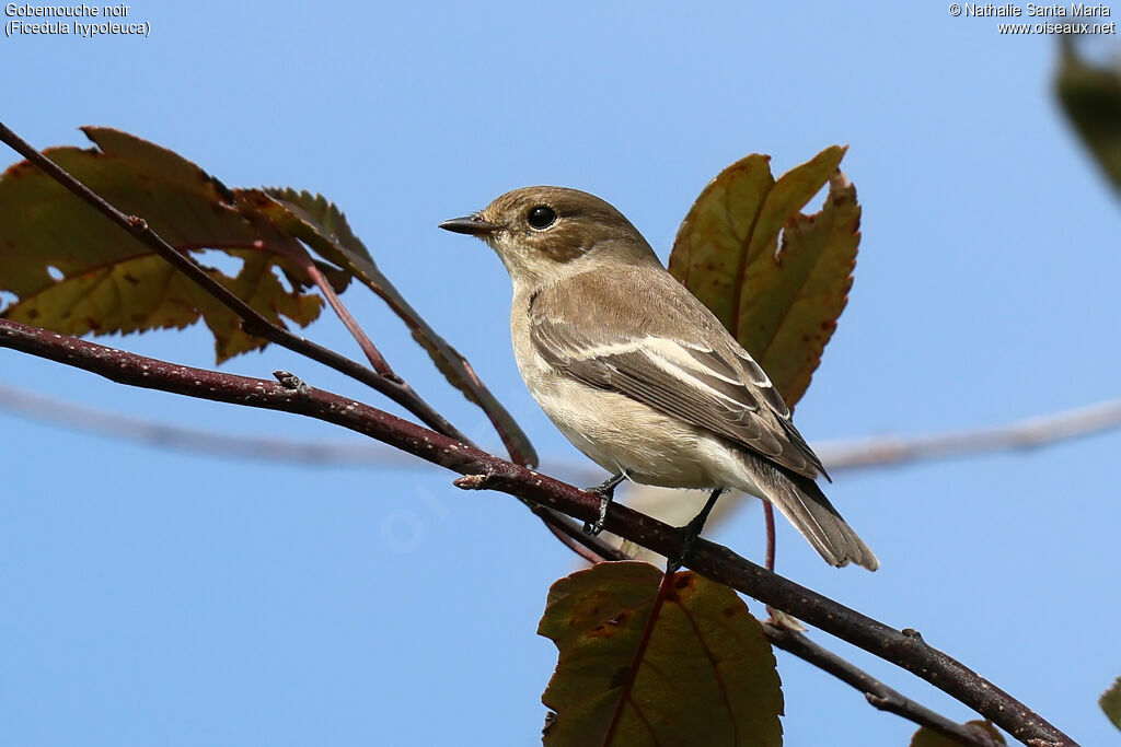 Gobemouche noiradulte, identification, Comportement