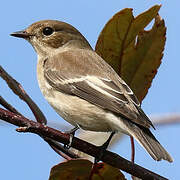 European Pied Flycatcher