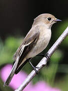 European Pied Flycatcher