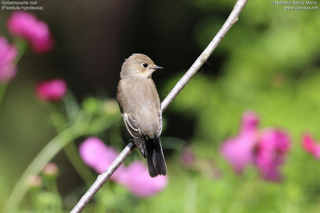 European Pied Flycatcheradult, identification, Behaviour