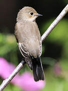 European Pied Flycatcher