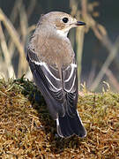 European Pied Flycatcher