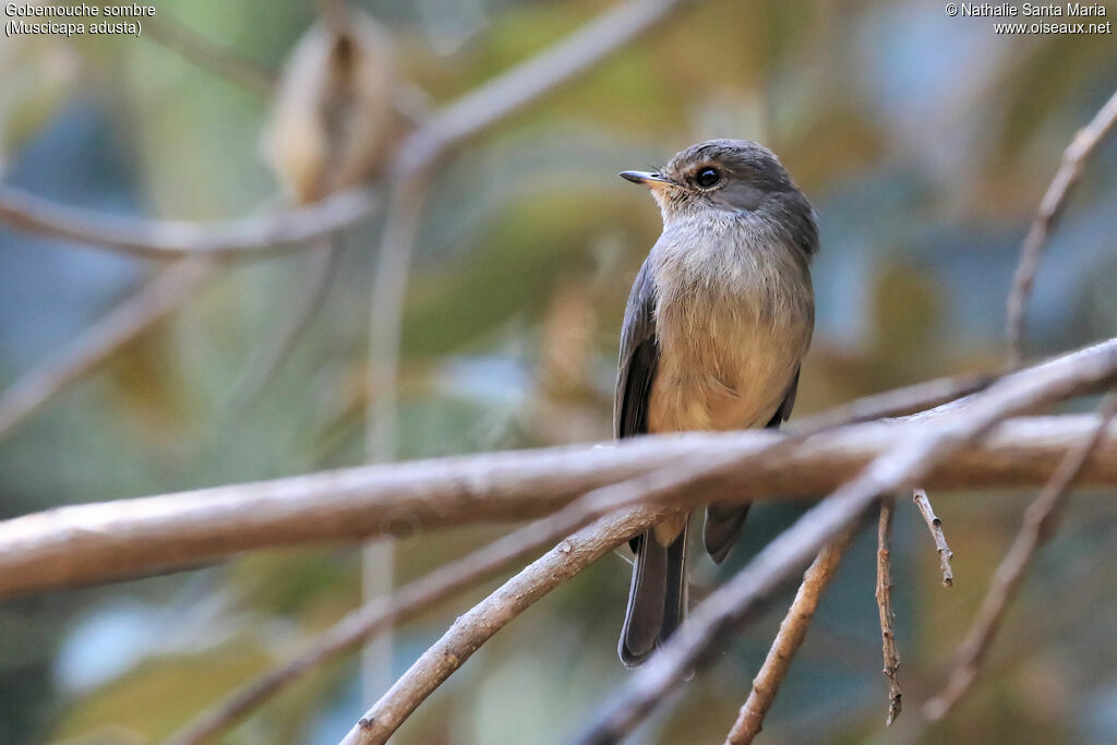 Gobemouche sombreadulte, identification, habitat, Comportement