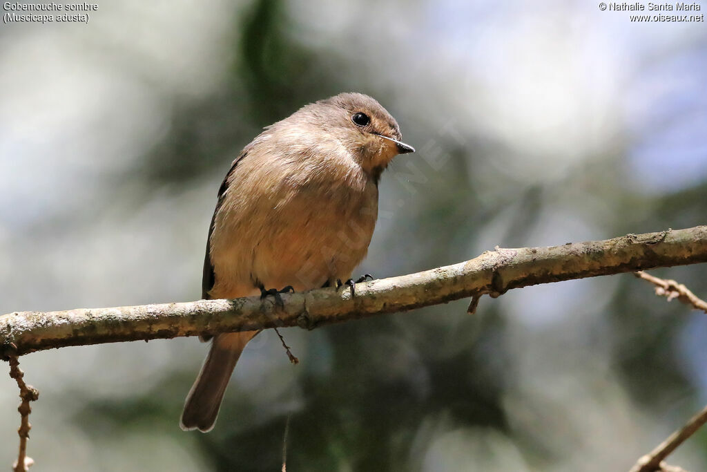 African Dusky Flycatcheradult, identification, habitat, fishing/hunting