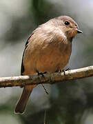 African Dusky Flycatcher