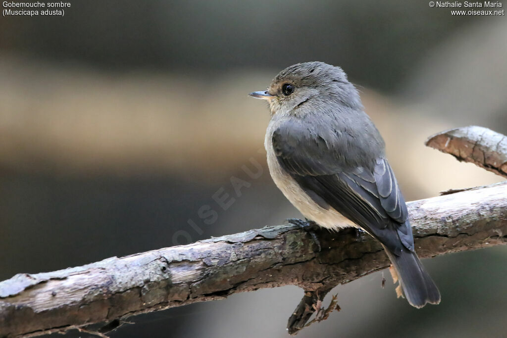 African Dusky Flycatcheradult, identification, habitat, Behaviour